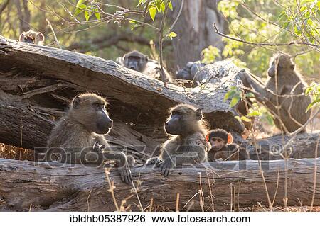 Chacma baboons, Moremi Game Reserve, Okavango Delta (Papio hamadryas ursinus), Botswana, Africa View Large Photo Image Stock Photograph - Chacma baboons, Moremi Game Reserve, Okavango Delta (Papio hamadryas ursinus), Botswana, Africa. Fotosearch