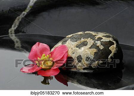 Chaenomeles japonica (Chaenomeles japonica) on water, with stone View Large Photo Image Stock Image - Chaenomeles japonica (Chaenomeles japonica) on water, with stone. Fotosearch