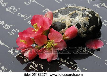 Chaenomeles japonica (Chaenomeles japonica) with stone View Large Photo Image Stock Image - Chaenomeles japonica (Chaenomeles japonica) with stone. Fotosearch