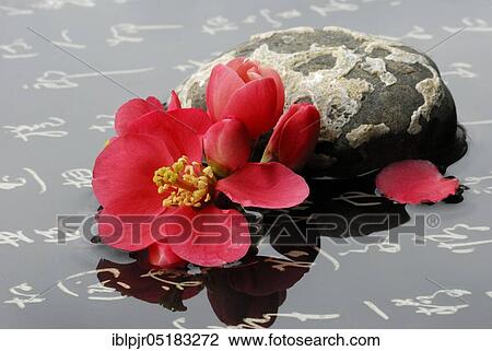 Chaenomeles japonica (Chaenomeles japonica) with stone View Large Photo Image Stock Image - Chaenomeles japonica (Chaenomeles japonica) with stone. Fotosearch