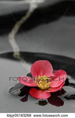 Chaenomeles japonica (Chaenomeles japonica) afloat View Large Photo Image Stock Photo - Chaenomeles japonica (Chaenomeles japonica) afloat. Fotosearch
