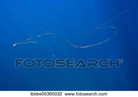 Chain of salps floating in the sea, Salpa sp., Cabo Pulmo National Park, Baja California Sur, Mexico, Central America View Large Photo Image Stock Image - Chain of salps floating in the sea, Salpa sp., Cabo Pulmo National Park, Baja California Sur, Mexico, Central America. Fotosearch