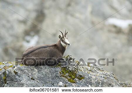 Chamois (Rupicapra rupicapra), chamois goat resting on rocks, Tyrol, Austria, Europe View Large Photo Image Stock Image - Chamois (Rupicapra rupicapra), chamois goat resting on rocks, Tyrol, Austria, Europe. Fotosearch