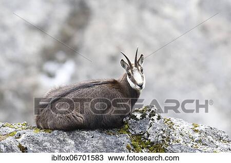 Chamois (Rupicapra rupicapra), chamois goat resting on rocks, Tyrol, Austria, Europe View Large Photo Image Stock Image - Chamois (Rupicapra rupicapra), chamois goat resting on rocks, Tyrol, Austria, Europe. Fotosearch