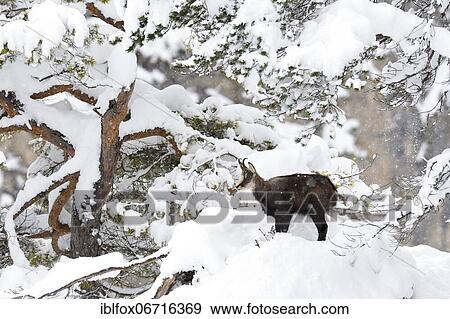 Stock Photo - Chamois (Rupicapra rupicapra), chamois goat standing in front of a pine tree in light snowfall, Tyrol, Austria, Europe. Fotosearch
