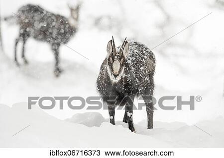 Chamois (Rupicapra rupicapra), portrait of a chamois goat in heavy snowfall, Tyrol, Austria, Europe View Large Photo Image Stock Image - Chamois (Rupicapra rupicapra), portrait of a chamois goat in heavy snowfall, Tyrol, Austria, Europe. Fotosearch