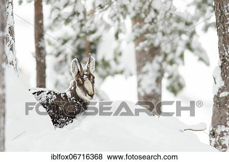 Chamois (Rupicapra rupicapra), portrait of a chamois resting in the snow, Tyrol, Austria, Europe View Large Photo Image Stock Photo - Chamois (Rupicapra rupicapra), portrait of a chamois resting in the snow, Tyrol, Austria, Europe. Fotosearch