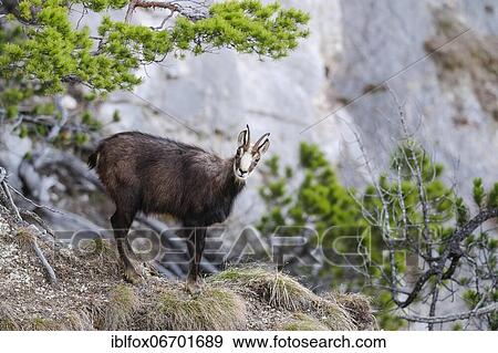 Chamois (Rupicapra rupicapra) standing by a pine tree on the precipice, Tyrol, Austria, Europe View Large Photo Image Stock Photo - Chamois (Rupicapra rupicapra) standing by a pine tree on the precipice, Tyrol, Austria, Europe. Fotosearch