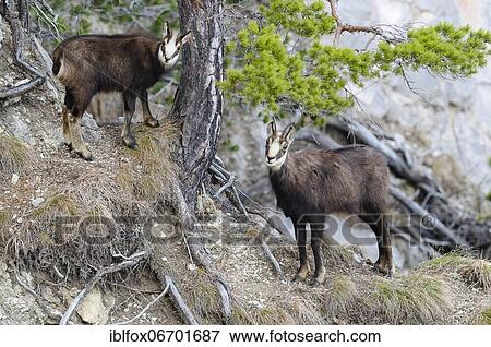 Stock Photo - Chamois (Rupicapra rupicapra) with fawn standing by a pine tree on a precipice, Tyrol, Austria, Europe. Fotosearch