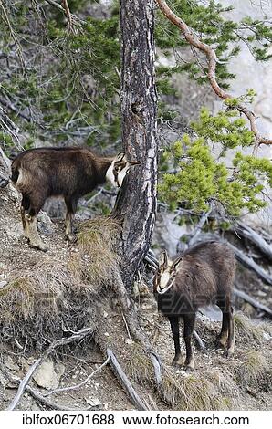Chamois (Rupicapra rupicapra) with fawn standing near a pine tree, Tyrol, Austria, Europe View Large Photo Image Stock Photo - Chamois (Rupicapra rupicapra) with fawn standing near a pine tree, Tyrol, Austria, Europe. Fotosearch