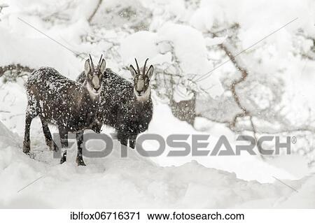 Chamoises (Rupicapra rupicapra), chamois goats during heavy snowfall, Tyrol, Austria, Europe View Large Photo Image Stock Image - Chamoises (Rupicapra rupicapra), chamois goats during heavy snowfall, Tyrol, Austria, Europe. Fotosearch