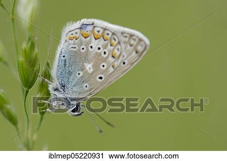 Chapman's Blue butterfly (Polyommatus thersites) View Large Photo Image Stock Image - Chapman's Blue butterfly (Polyommatus thersites). Fotosearch