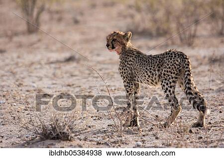 Cheetah (Acinonyx jubatus), Etosha National Park, Namibia, Africa View Large Photo Image Stock Photo - Cheetah (Acinonyx jubatus), Etosha National Park, Namibia, Africa. Fotosearch