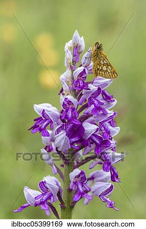 Chequered skipper (Carterocephalus palaemon), Aalfeld, Lower Saxony, Germany, Europe View Large Photo Image Stock Photo - Chequered skipper (Carterocephalus palaemon), Aalfeld, Lower Saxony, Germany, Europe. Fotosearch