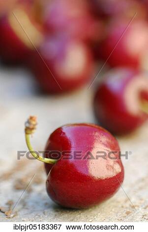 Cherries Sweet cherries ( Prunus spec. ), cherry, sweet cherry, stone fruit, stone fruit View Large Photo Image Stock Photo - Cherries Sweet cherries ( Prunus spec. ), cherry, sweet cherry, stone fruit, stone fruit. Fotosearch