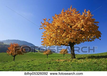 Cherry trees in autumn, Prunus avium, Switzerland, Europe View Large Photo Image Stock Image - Cherry trees in autumn, Prunus avium, Switzerland, Europe. Fotosearch