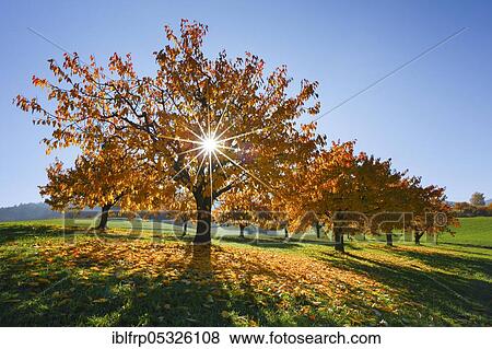 Cherry trees in autumn, Prunus avium, Switzerland, Europe View Large Photo Image Stock Photo - Cherry trees in autumn, Prunus avium, Switzerland, Europe. Fotosearch