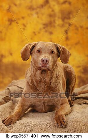 Chesapeake Bay Retriever, female, lying View Large Photo Image Stock Image - Chesapeake Bay Retriever, female, lying. Fotosearch