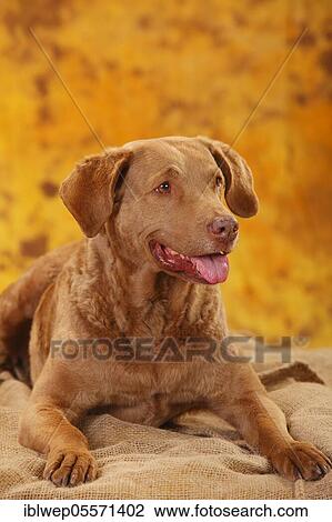 Chesapeake Bay Retriever, female, lying View Large Photo Image Stock Image - Chesapeake Bay Retriever, female, lying. Fotosearch
