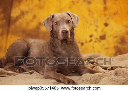 Stock Photography - Chesapeake Bay Retriever, female, lying. Fotosearch
