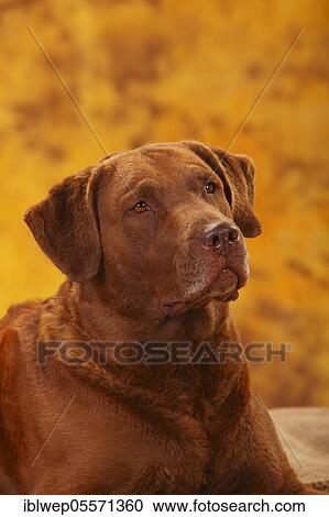 Stock Image - Chesapeake Bay Retriever, male, 6 years, portrait. Fotosearch