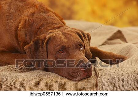 Chesapeake Bay Retriever, male, 6 years, lying, portrait View Large Photo Image Stock Image - Chesapeake Bay Retriever, male, 6 years, lying, portrait. Fotosearch