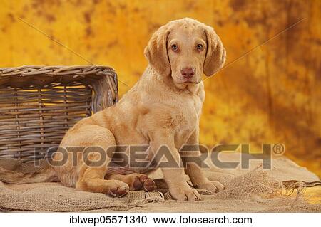 Stock Image - Chesapeake Bay Retriever, puppy, 10 weeks, sitting. Fotosearch