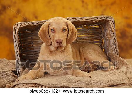 Stock Photo - Chesapeake Bay Retriever, puppy, 10 weeks, lies in the basket. Fotosearch