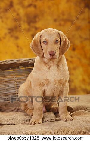 Stock Photo - Chesapeake Bay Retriever, puppy, 10 weeks, sitting. Fotosearch