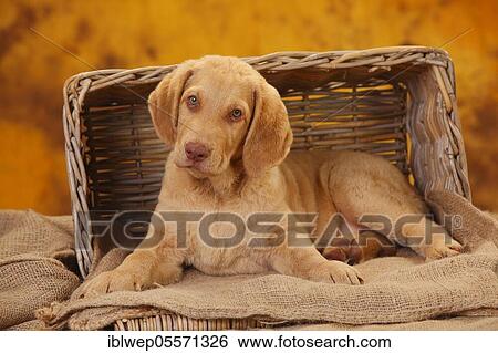 Chesapeake Bay Retriever, puppy, 10 weeks, lies in the basket View Large Photo Image Stock Photograph - Chesapeake Bay Retriever, puppy, 10 weeks, lies in the basket. Fotosearch