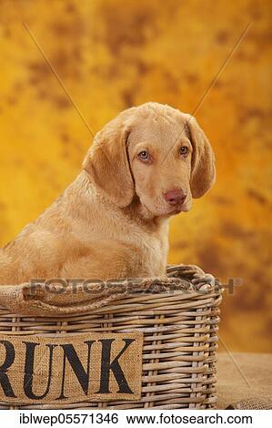 Chesapeake Bay Retriever, puppy, 10 weeks, sitting in the basket View Large Photo Image Stock Photograph - Chesapeake Bay Retriever, puppy, 10 weeks, sitting in the basket. Fotosearch