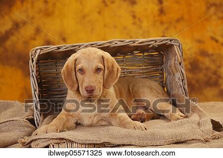 Chesapeake Bay Retriever, puppy, 10 weeks, lies in the basket View Large Photo Image Stock Photography - Chesapeake Bay Retriever, puppy, 10 weeks, lies in the basket. Fotosearch