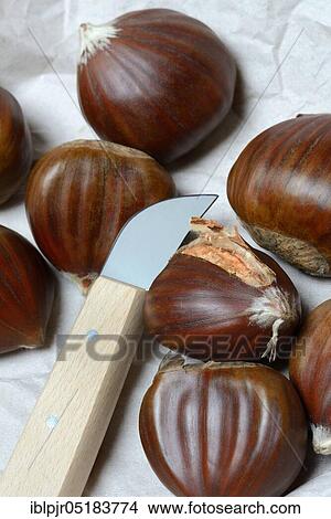 Chestnut (Castanea sativa) and chestnut knife, chestnut, chestnut, chestnut, chestnut View Large Photo Image Picture - Chestnut (Castanea sativa) and chestnut knife, chestnut, chestnut, chestnut, chestnut. Fotosearch