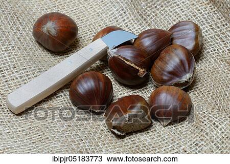Chestnut (Castanea sativa) and chestnut knife, chestnut, chestnut, chestnut, chestnut View Large Photo Image Stock Image - Chestnut (Castanea sativa) and chestnut knife, chestnut, chestnut, chestnut, chestnut. Fotosearch