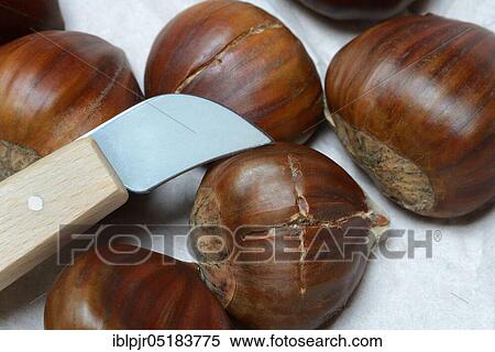 Chestnut (Castanea sativa) and chestnut knife, chestnut, chestnut, chestnut, chestnut View Large Photo Image Stock Photography - Chestnut (Castanea sativa) and chestnut knife, chestnut, chestnut, chestnut, chestnut. Fotosearch
