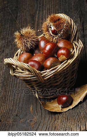 Chestnut, fruits, chestnut, chestnut, chestnuts, chestnut, chestnuts, chestnut (Castanea sativa) View Large Photo Image Picture - Chestnut, fruits, chestnut, chestnut, chestnuts, chestnut, chestnuts, chestnut (Castanea sativa). Fotosearch