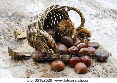 Chestnut, fruits, chestnut, chestnut, chestnuts, chestnut, chestnuts, chestnut (Castanea sativa) View Large Photo Image Stock Photograph - Chestnut, fruits, chestnut, chestnut, chestnuts, chestnut, chestnuts, chestnut (Castanea sativa). Fotosearch