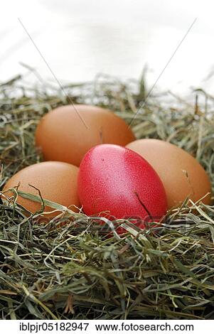 Stock Photo - Chicken eggs and Easter egg in nest, chicken eggs. Fotosearch