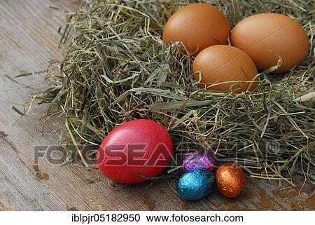 Chicken eggs, chocolate eggs and easter egg in nest, chocolate View Large Photo Image Stock Image - Chicken eggs, chocolate eggs and easter egg in nest, chocolate. Fotosearch