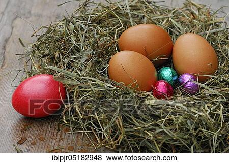 Chicken eggs, chocolate eggs and easter egg in nest, chocolate View Large Photo Image Stock Photo - Chicken eggs, chocolate eggs and easter egg in nest, chocolate. Fotosearch