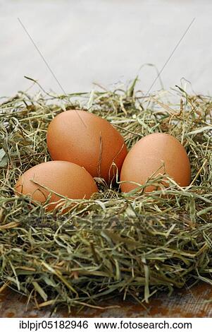 Chicken eggs in nest, chicken eggs View Large Photo Image Stock Photograph - Chicken eggs in nest, chicken eggs. Fotosearch