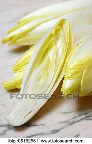 Chicory ( Cichorium intybus foliosum) View Large Photo Image Stock Image - Chicory ( Cichorium intybus foliosum). Fotosearch