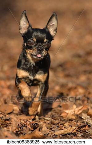 Chihuahua, female, black and tan, adult, 2 years View Large Photo Image Stock Photography - Chihuahua, female, black and tan, adult, 2 years. Fotosearch