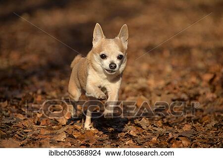 Chihuahua, male, adult, 12 years old View Large Photo Image Picture - Chihuahua, male, adult, 12 years old. Fotosearch