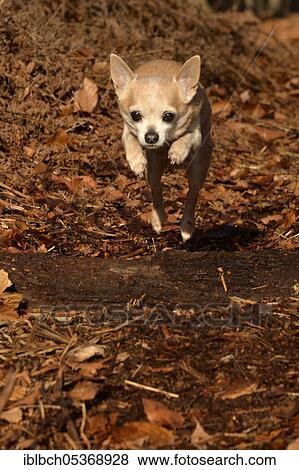 Chihuahua, male, adult, 12 years old View Large Photo Image Stock Photo - Chihuahua, male, adult, 12 years old. Fotosearch