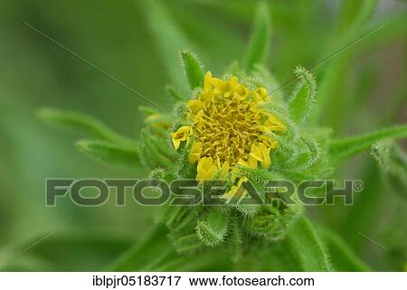 Chilean tar groats ( Madia sativa) View Large Photo Image Stock Photo - Chilean tar groats ( Madia sativa). Fotosearch