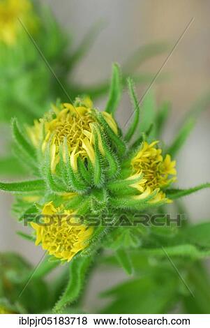 Chilean tar groats ( Madia sativa) View Large Photo Image Stock Photo - Chilean tar groats ( Madia sativa). Fotosearch