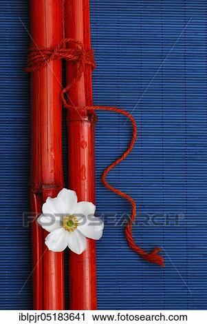 Chinese Anemone ( Anemone japonica), Bamboo sticks View Large Photo Image Stock Image - Chinese Anemone ( Anemone japonica), Bamboo sticks. Fotosearch