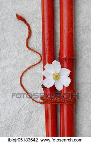 Stock Image - Chinese Anemone ( Anemone japonica), Bamboo sticks. Fotosearch