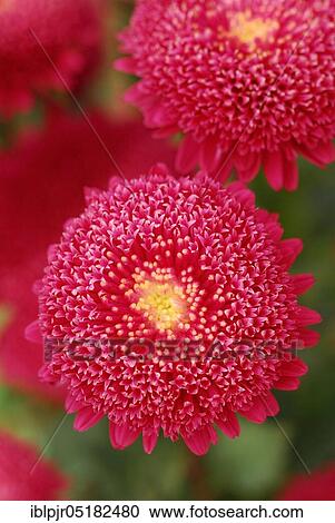 Stock Image - Chinese (Aster), Biedermeier bright red (Callistephus chinensis, Callistephus sinensis chinensis). Fotosearch
